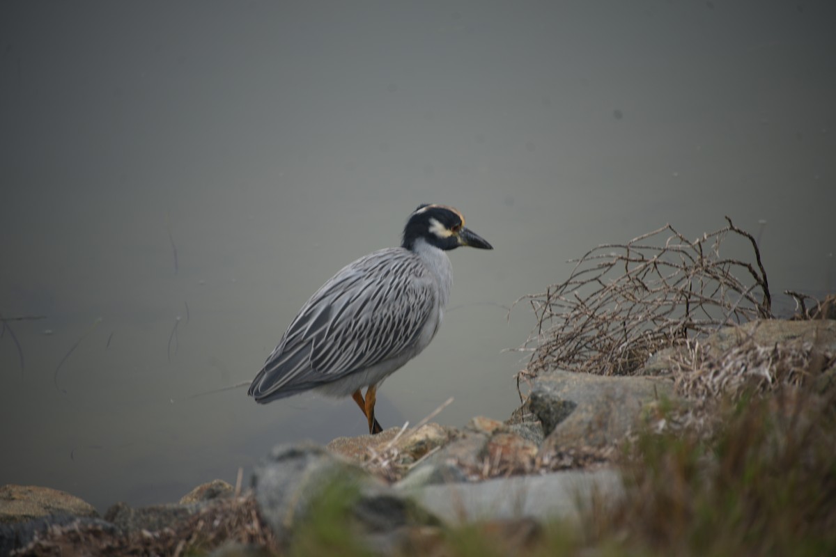 Yellow-crowned Night Heron - ML644101098