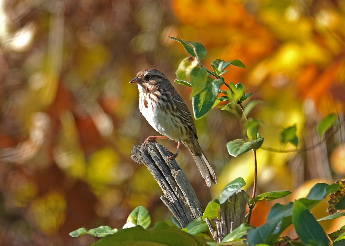 Song Sparrow - ML644101105