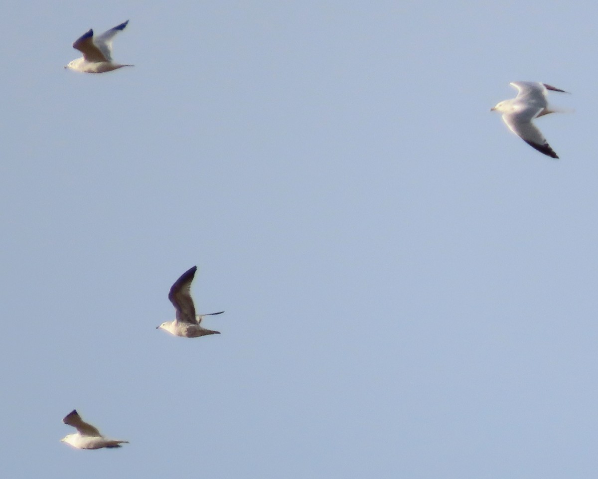 Ring-billed Gull - ML644101106