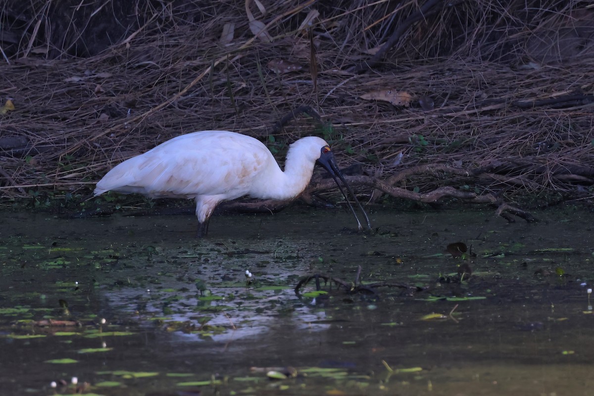 Royal Spoonbill - ML644101109