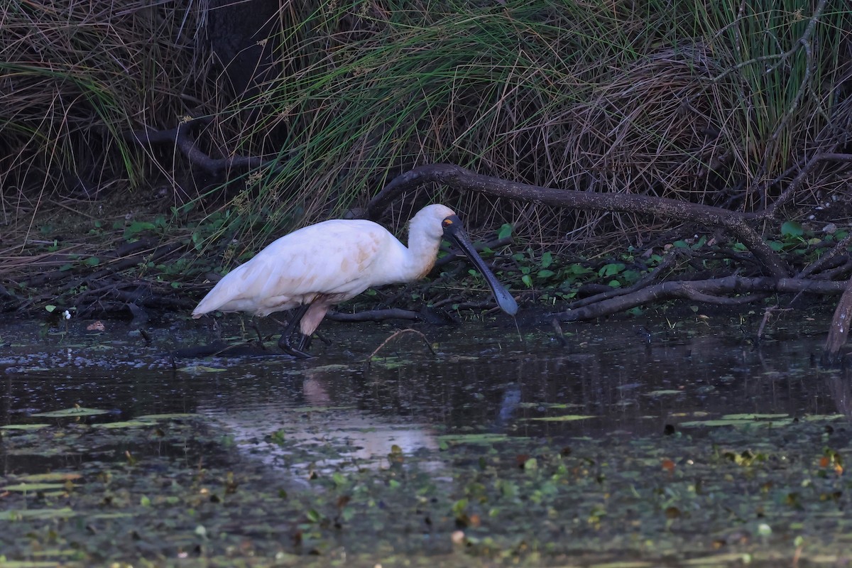 Royal Spoonbill - ML644101110