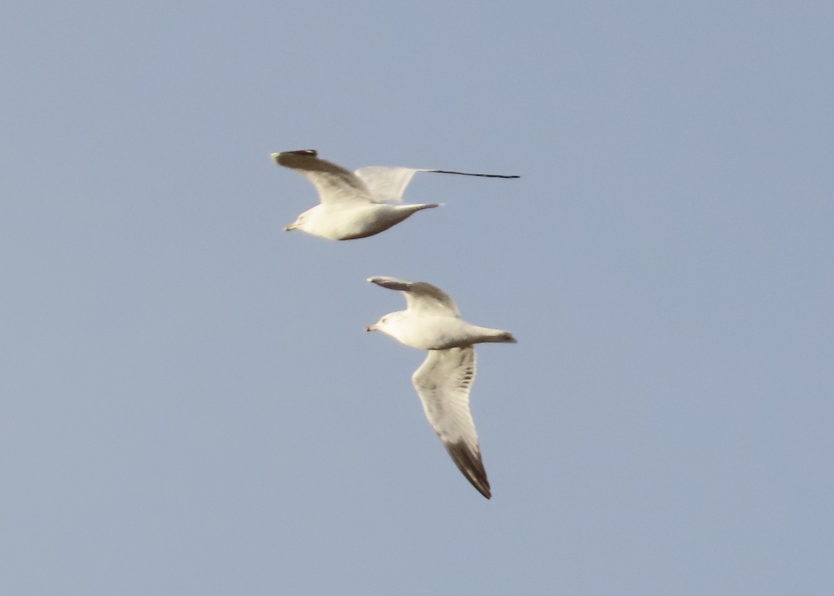 Ring-billed Gull - ML644101115