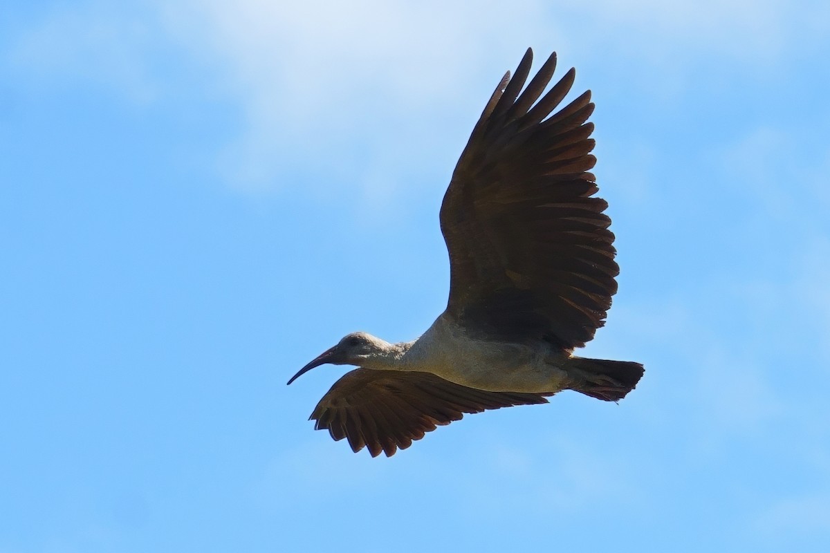 Ibis hagedash - ML644101129