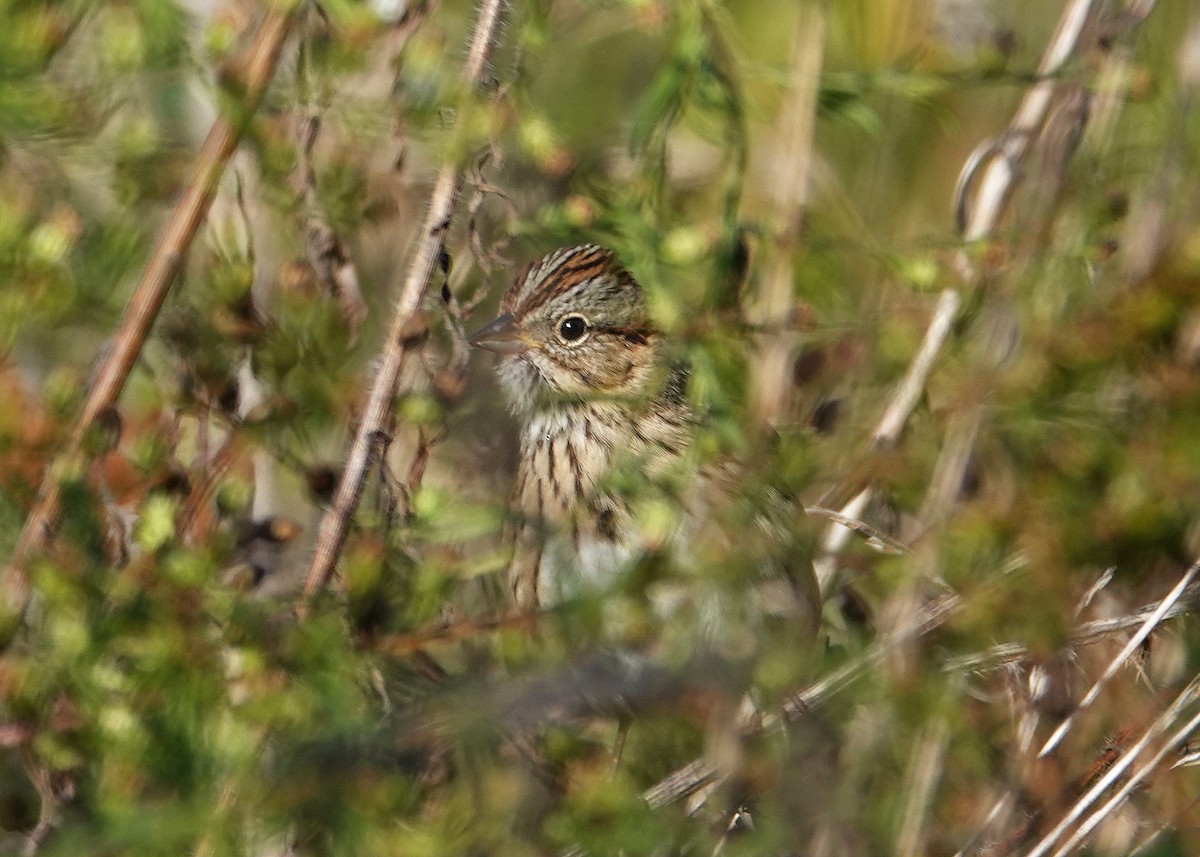 Lincoln's Sparrow - ML644101131