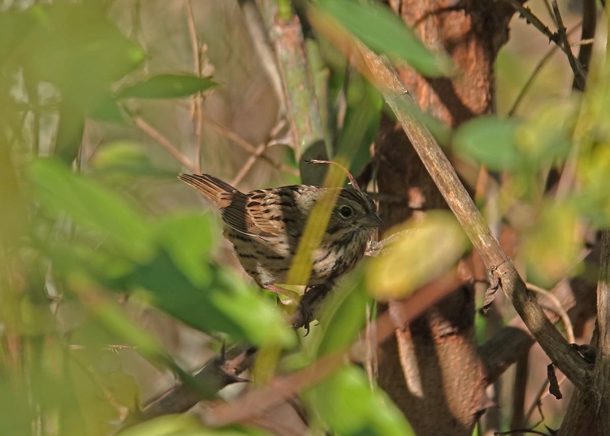 Lincoln's Sparrow - ML644101132