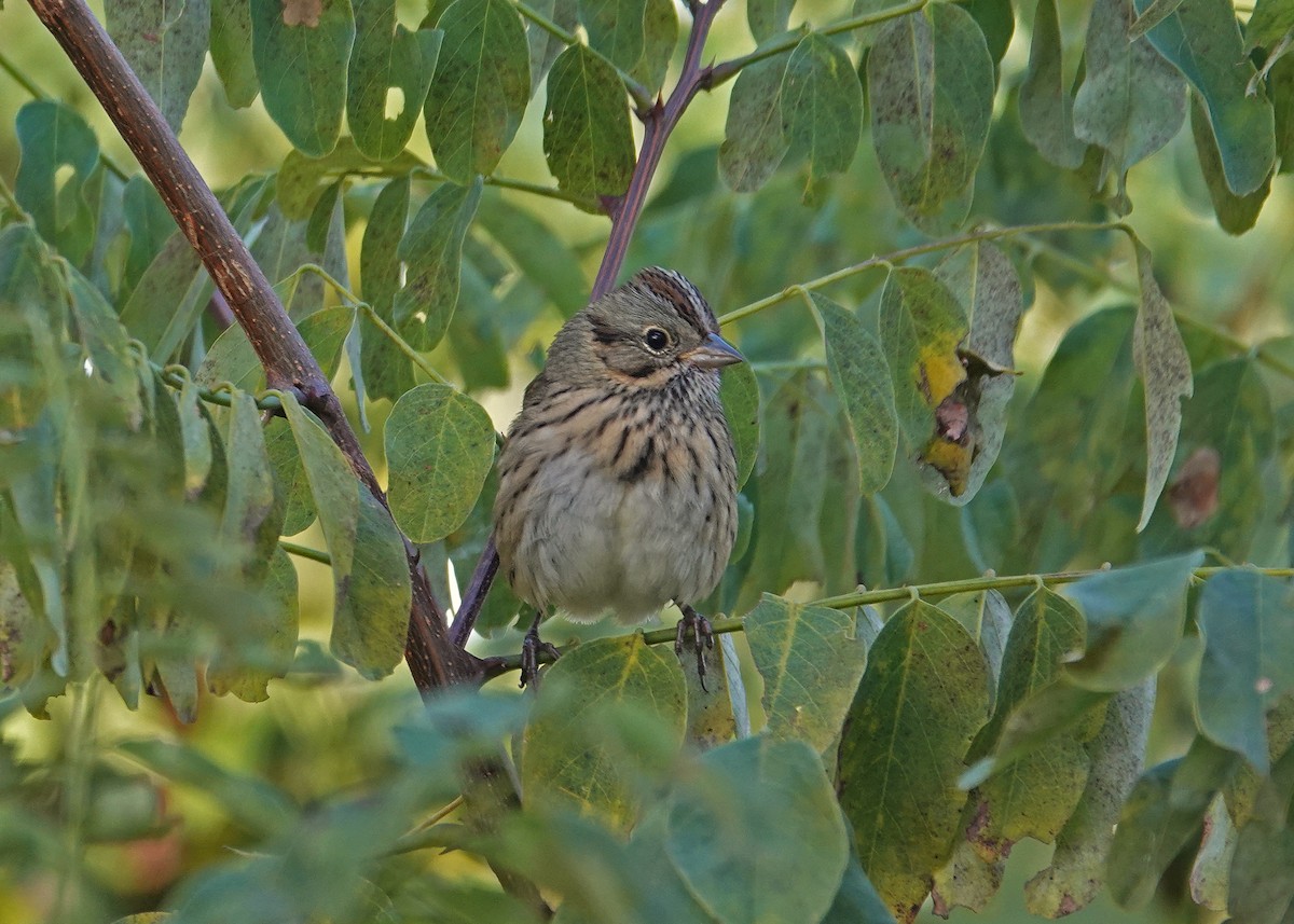 Lincoln's Sparrow - ML644101133