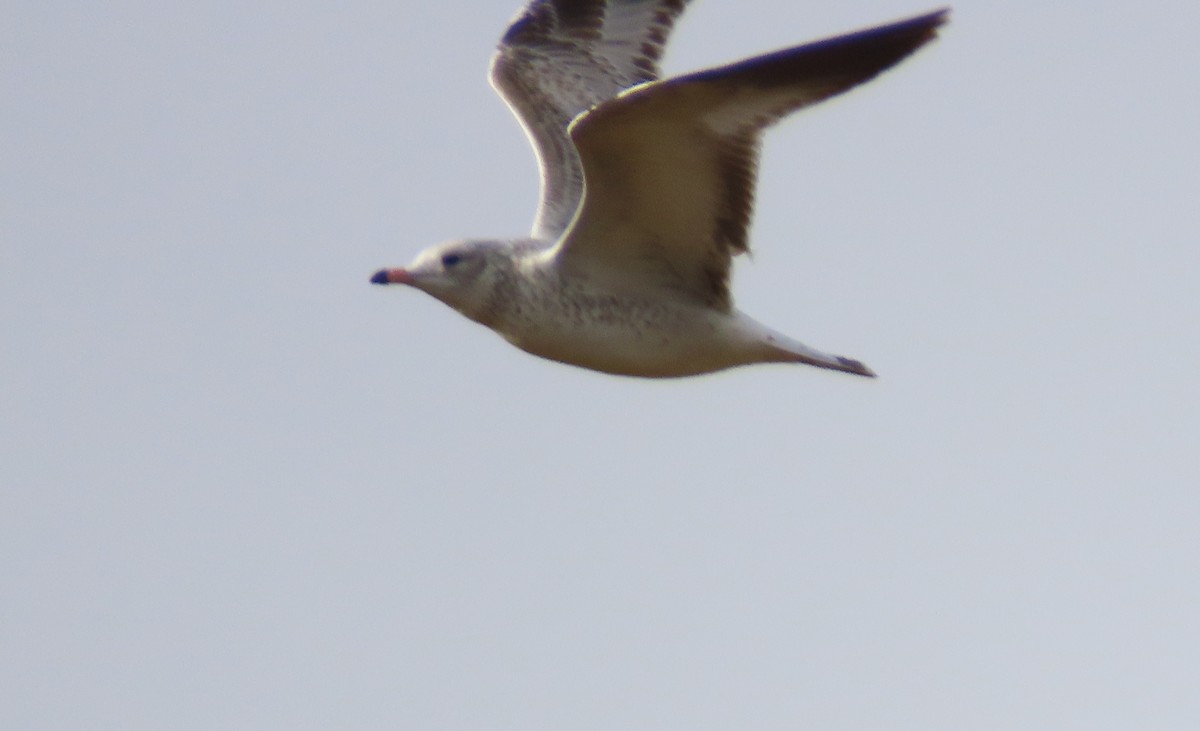 Ring-billed Gull - ML644101144