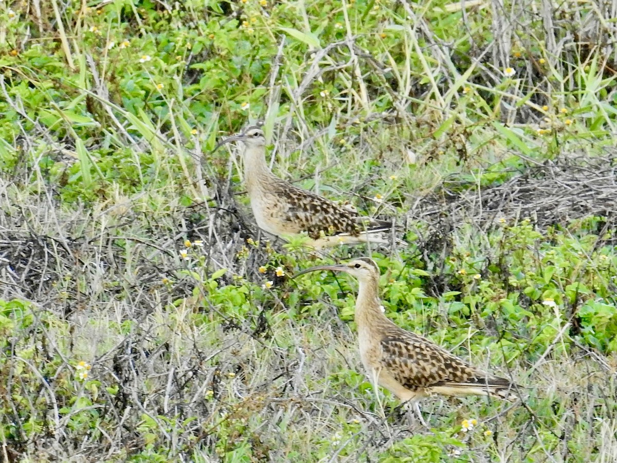 Courlis d'Alaska - ML644101145