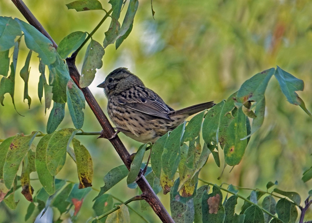 Lincoln's Sparrow - ML644101152