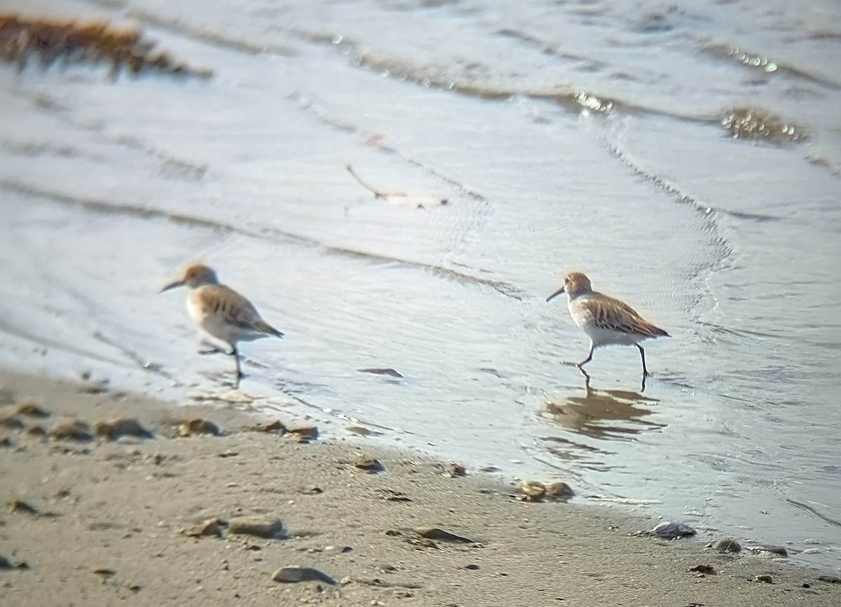 Dunlin - ML644101169