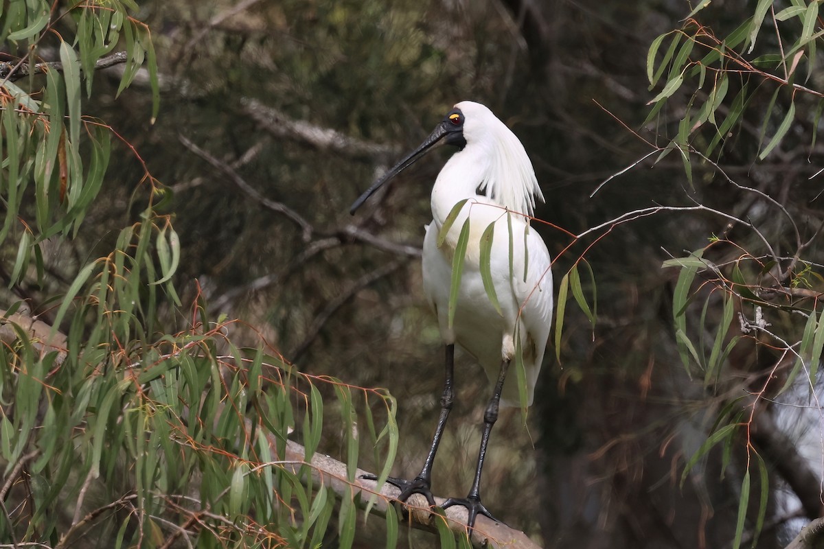Royal Spoonbill - ML644101175