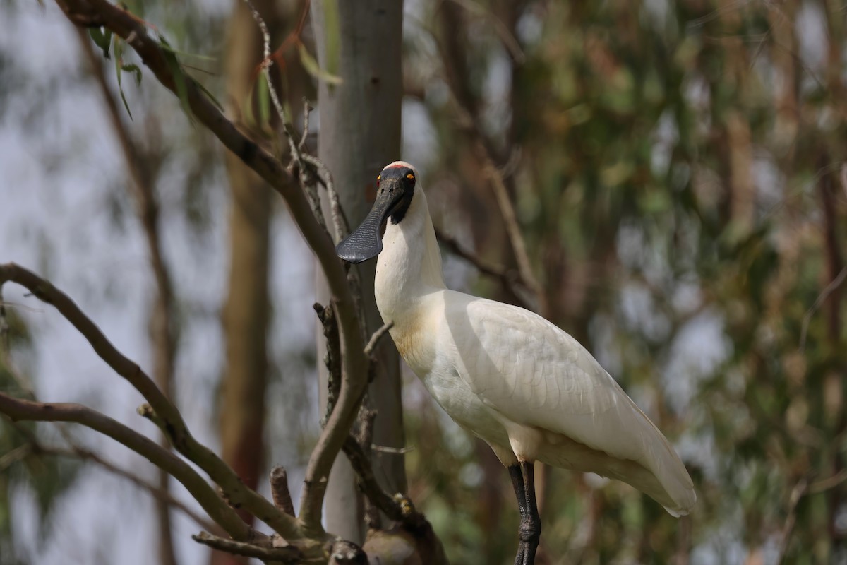 Royal Spoonbill - ML644101177