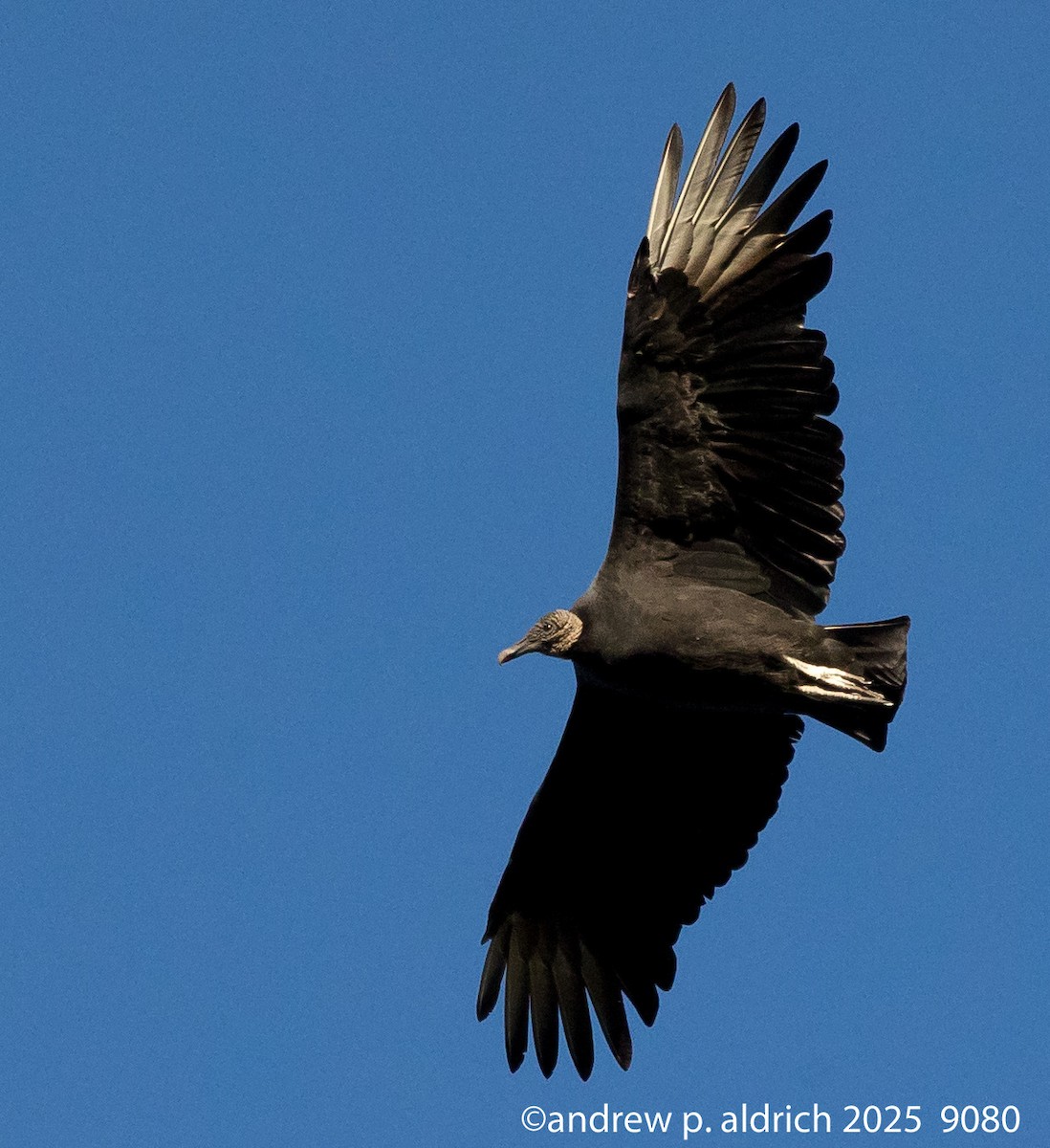 Black Vulture - ML644101196