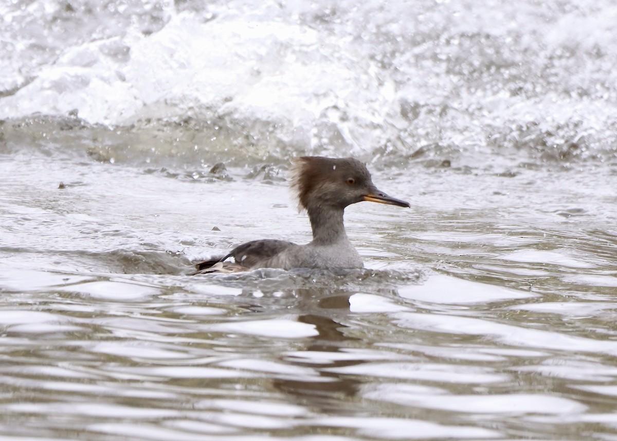 Hooded Merganser - ML644101202
