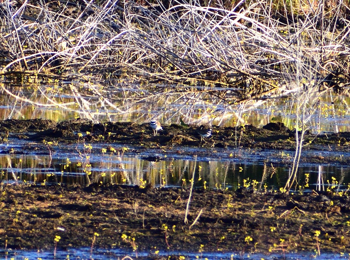 Killdeer - ML644101204