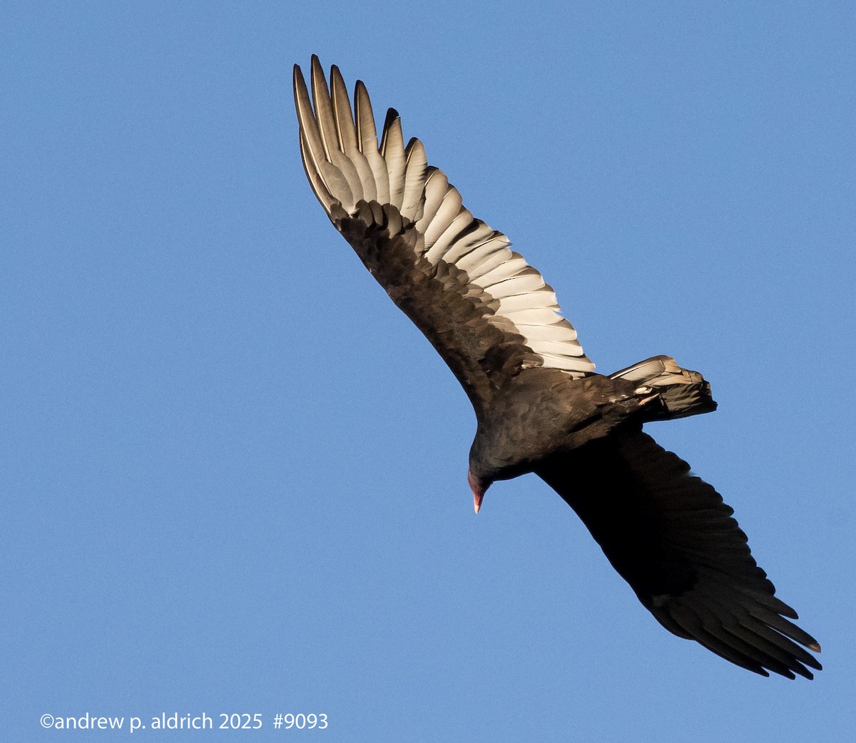 Turkey Vulture - ML644101206