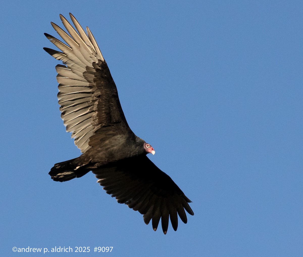 Turkey Vulture - ML644101207