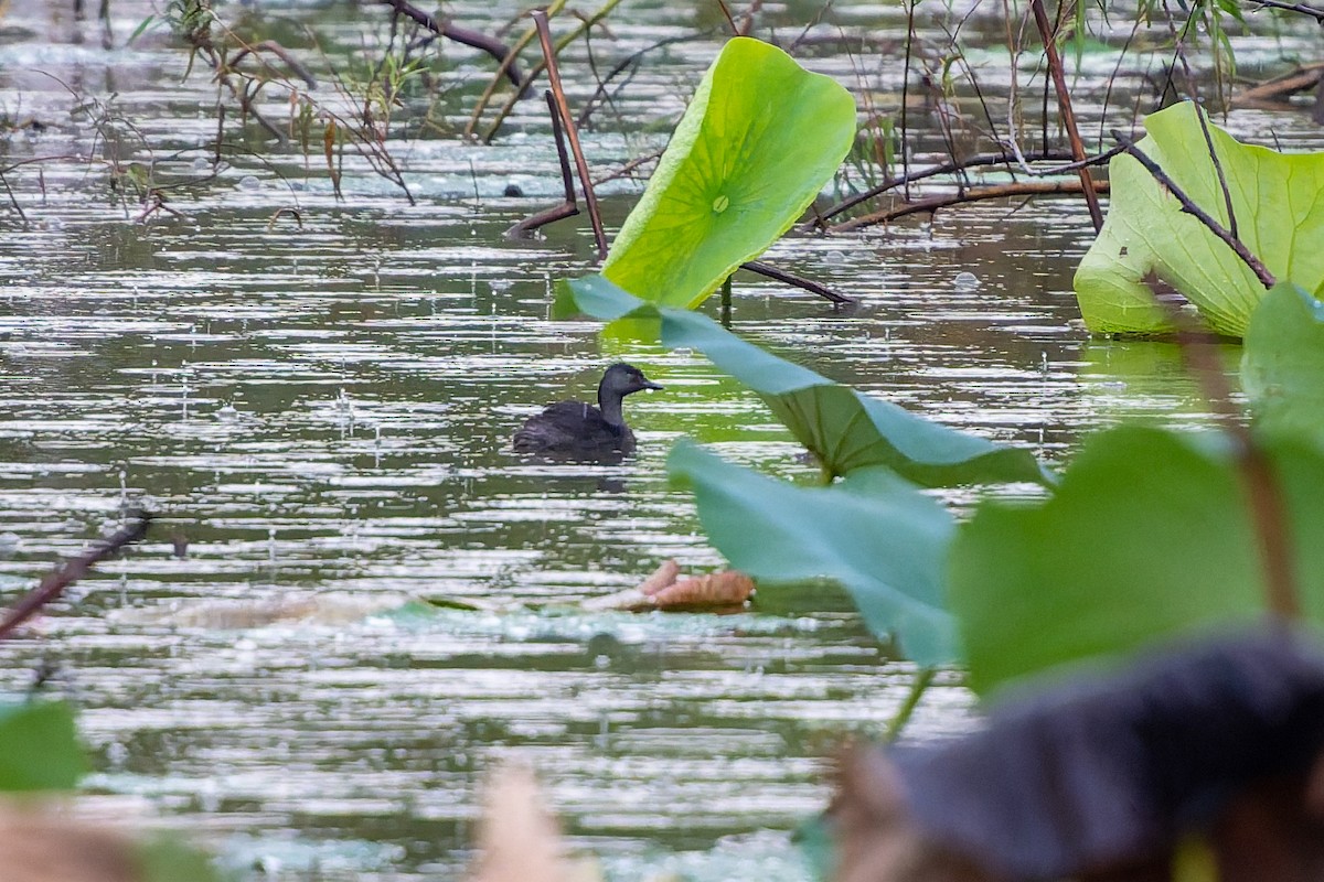 Least Grebe - ML644101209