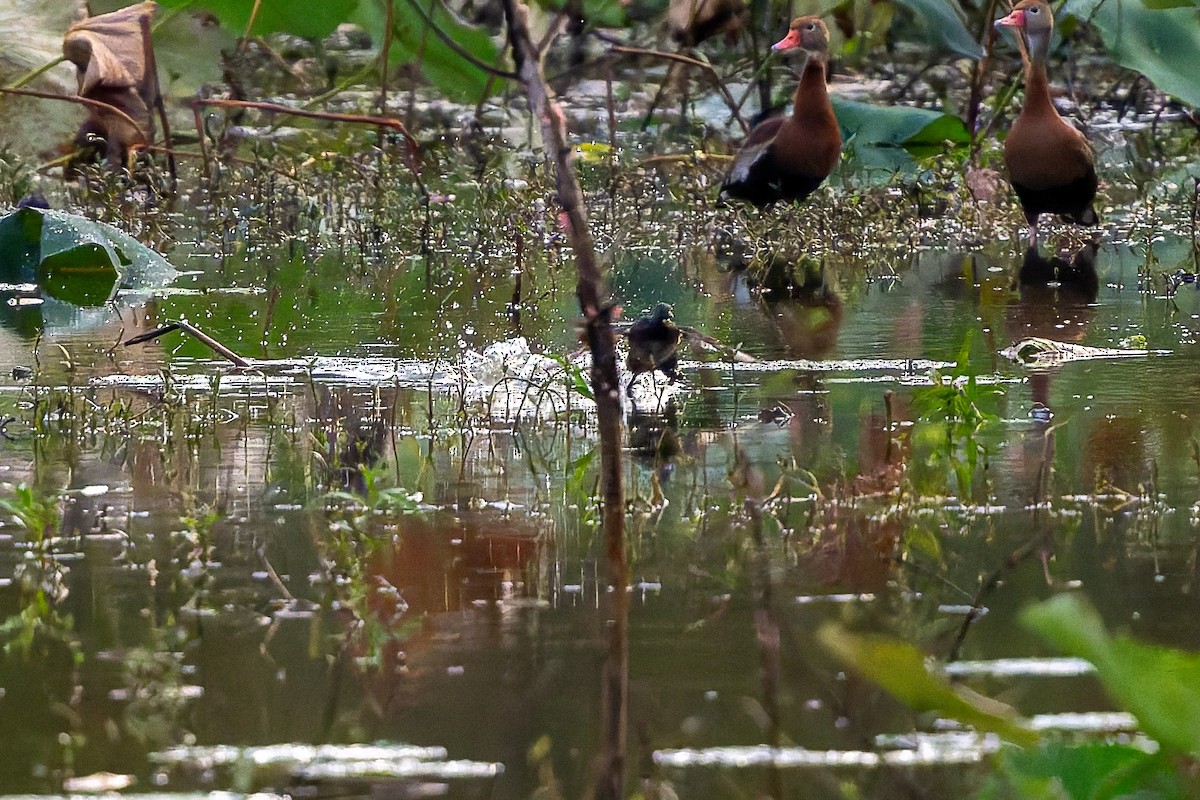 Least Grebe - ML644101210
