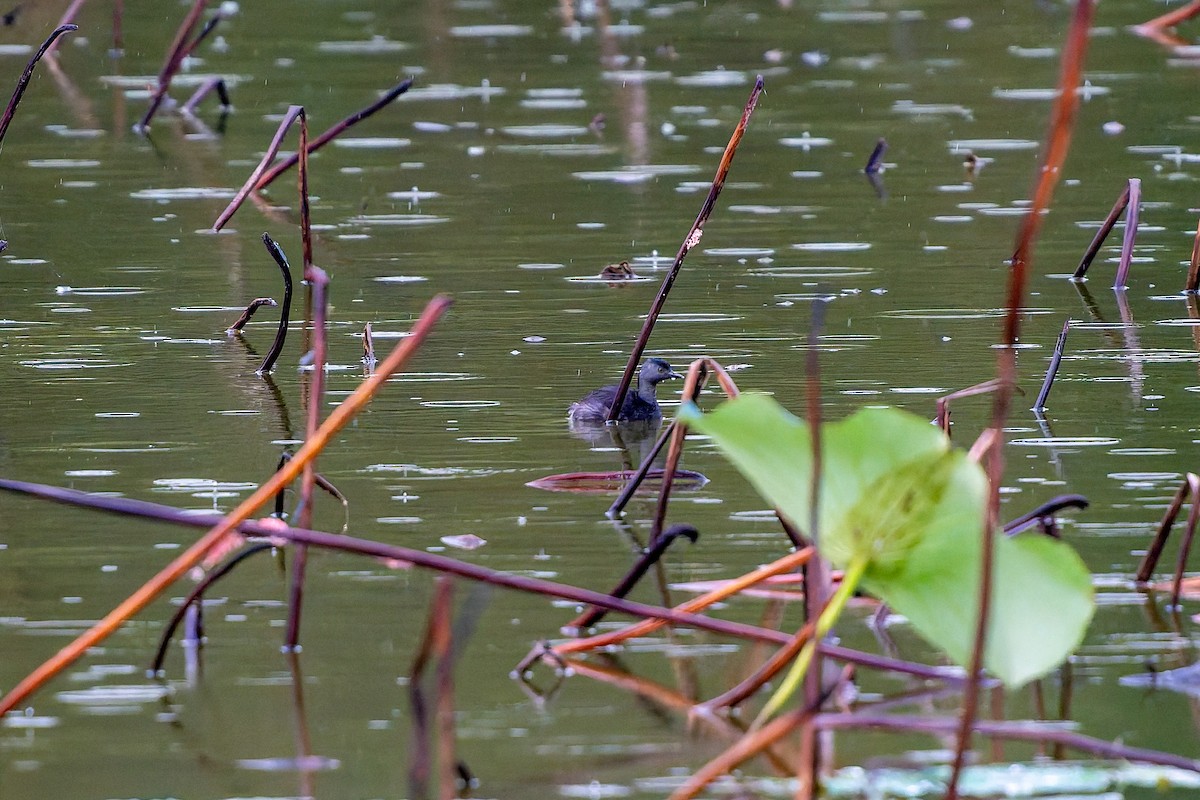Least Grebe - ML644101211