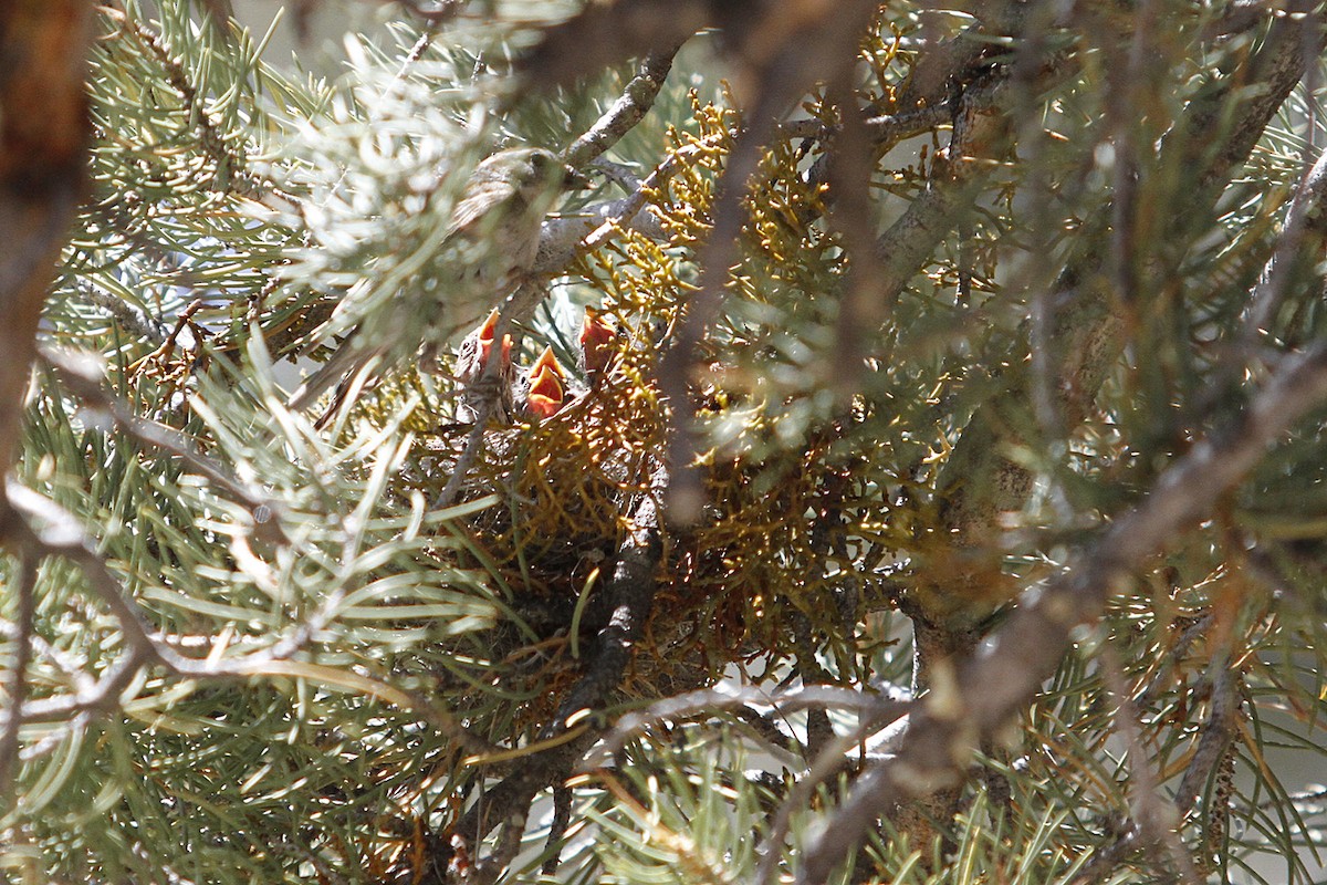 Chipping Sparrow - ML644101212