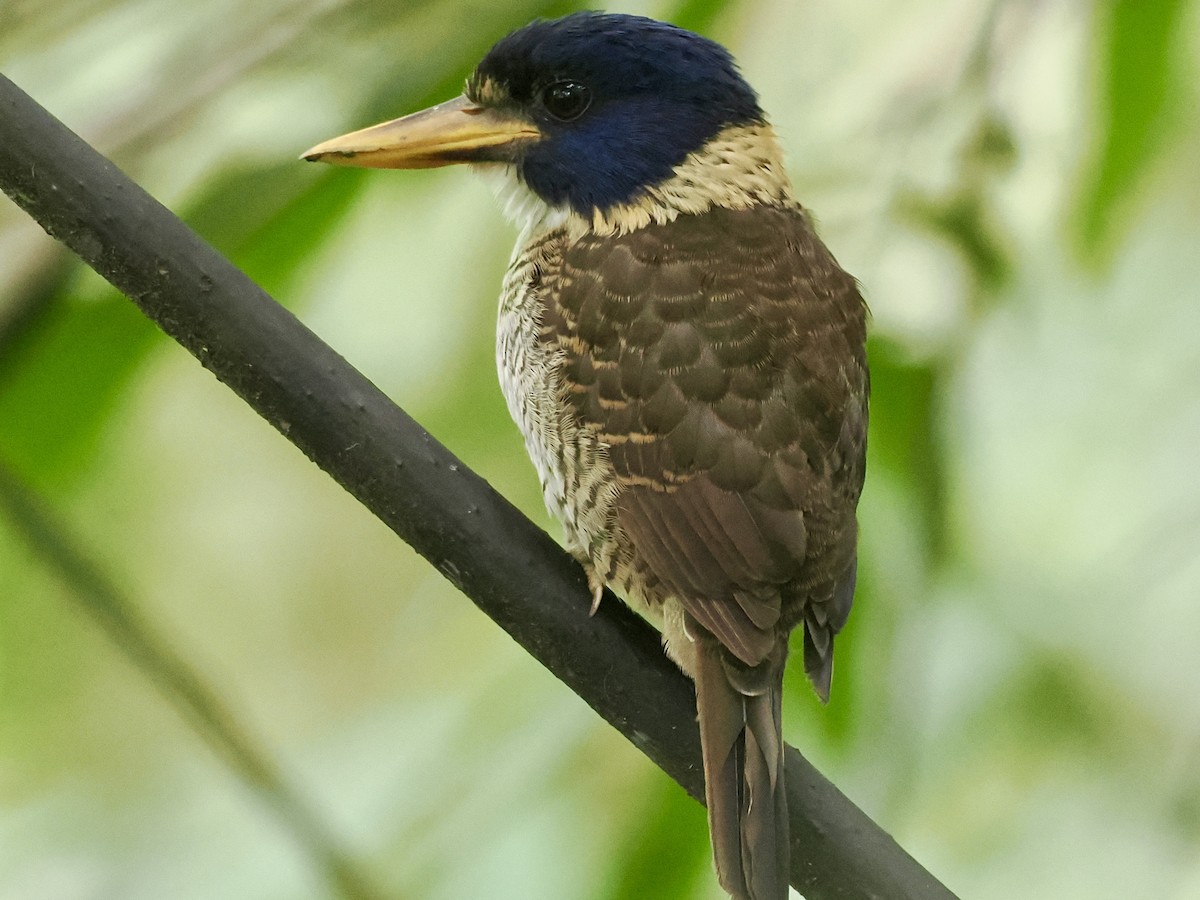 Martin-chasseur royal - ML644101219