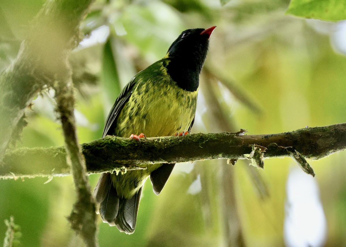 Cotinga vert et noir - ML644101261