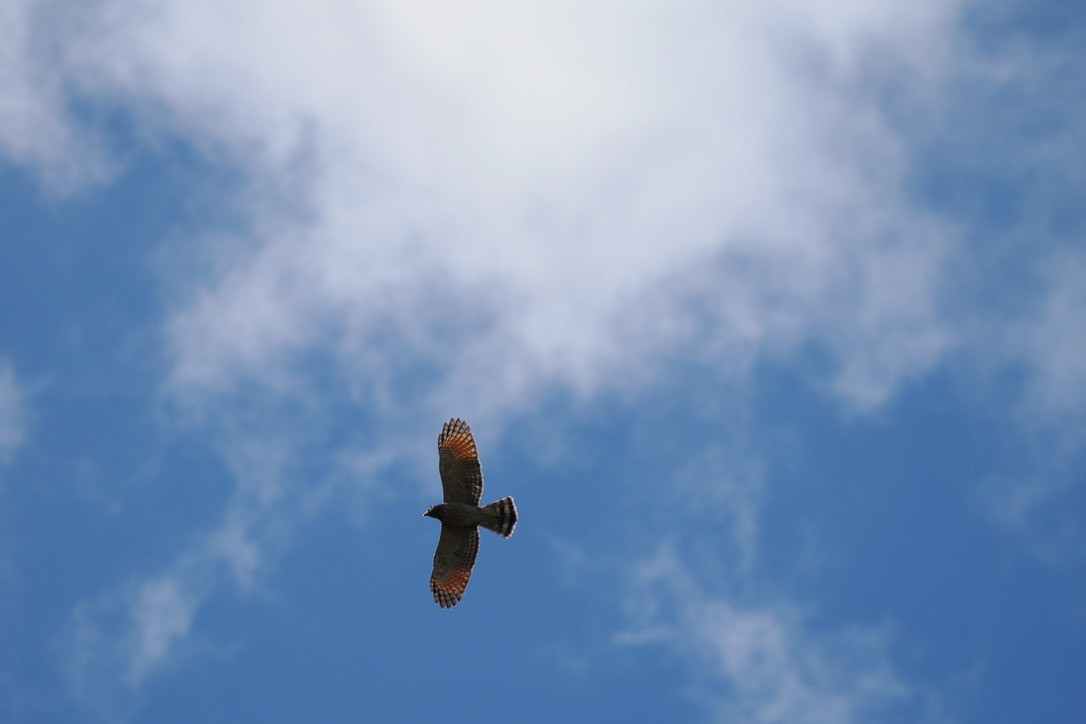 Roadside Hawk - ML644101293