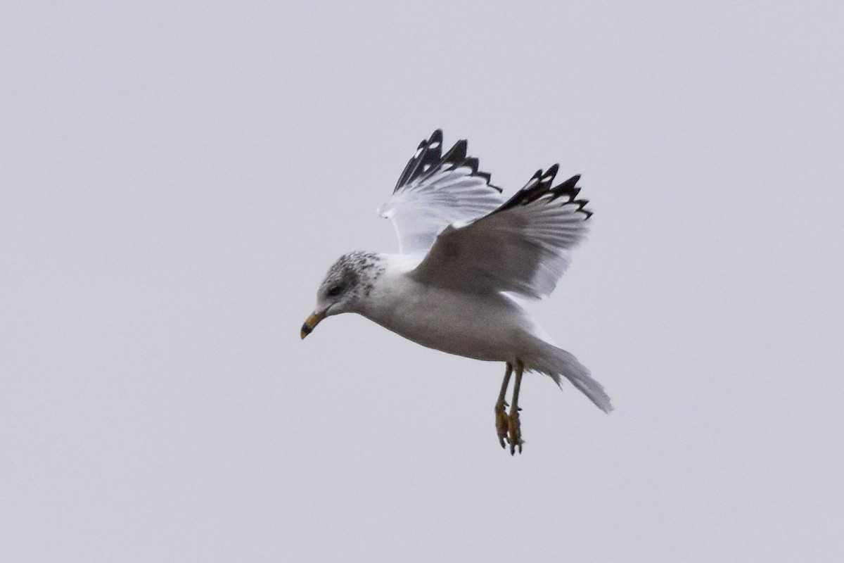 Ring-billed Gull - ML644101301