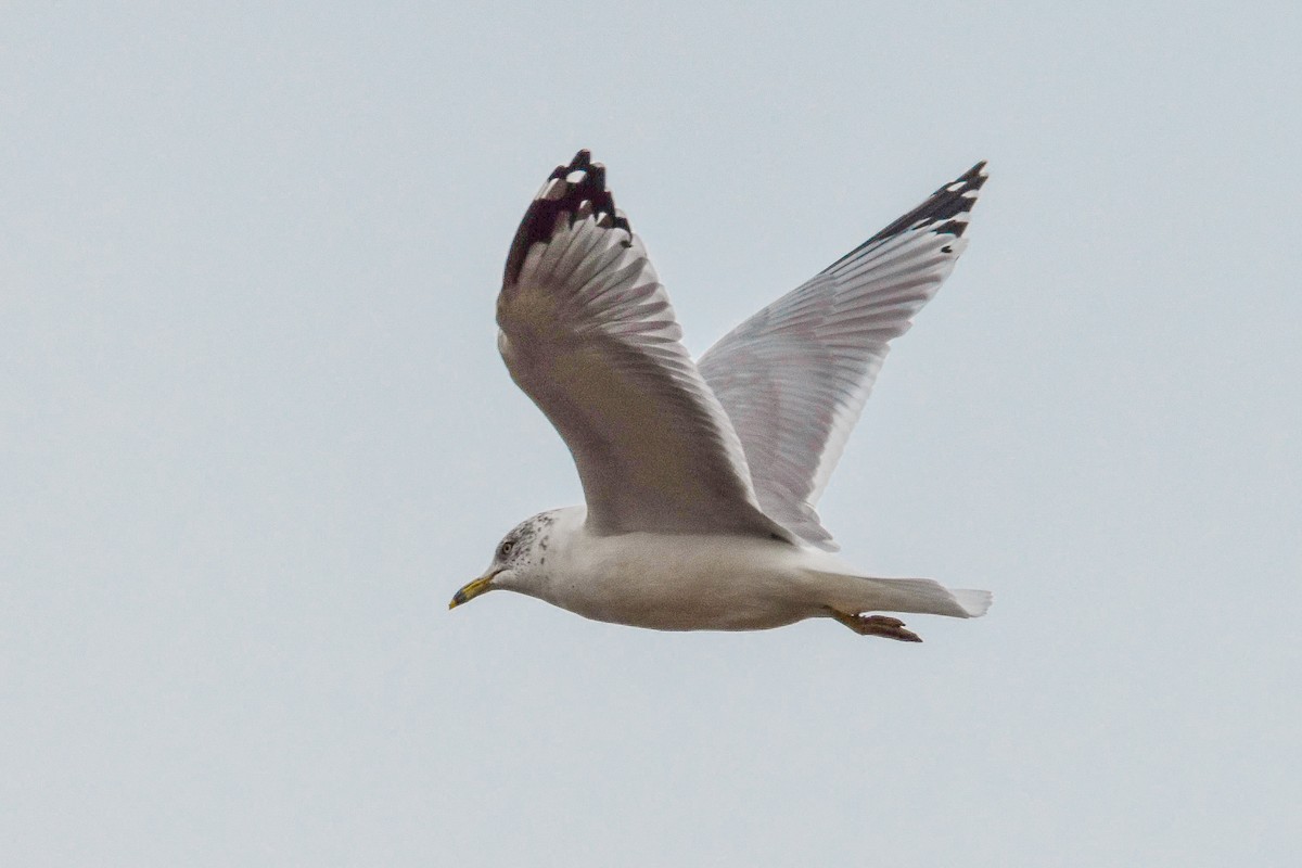 Ring-billed Gull - ML644101302