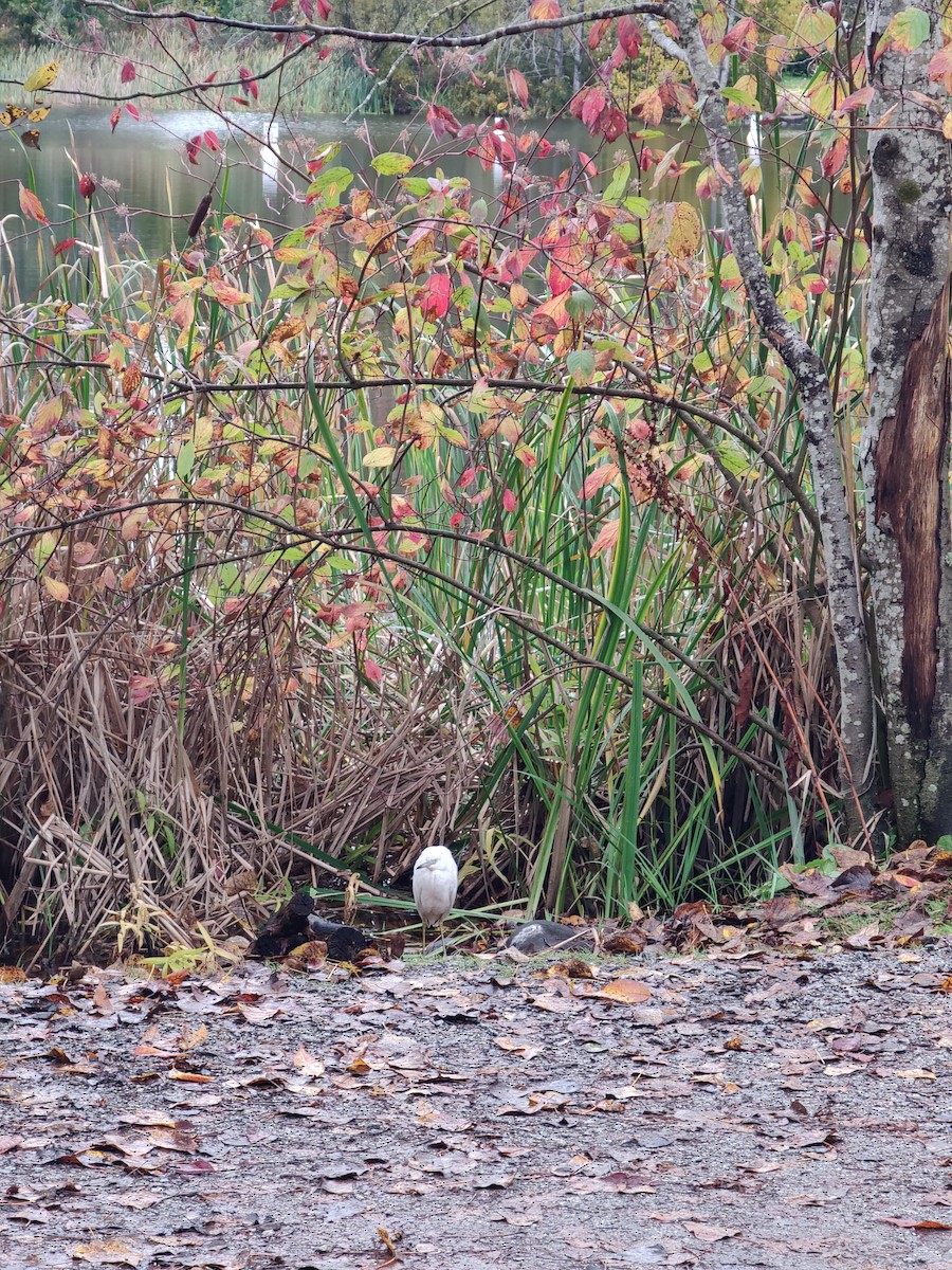 Little Blue Heron - ML644101317