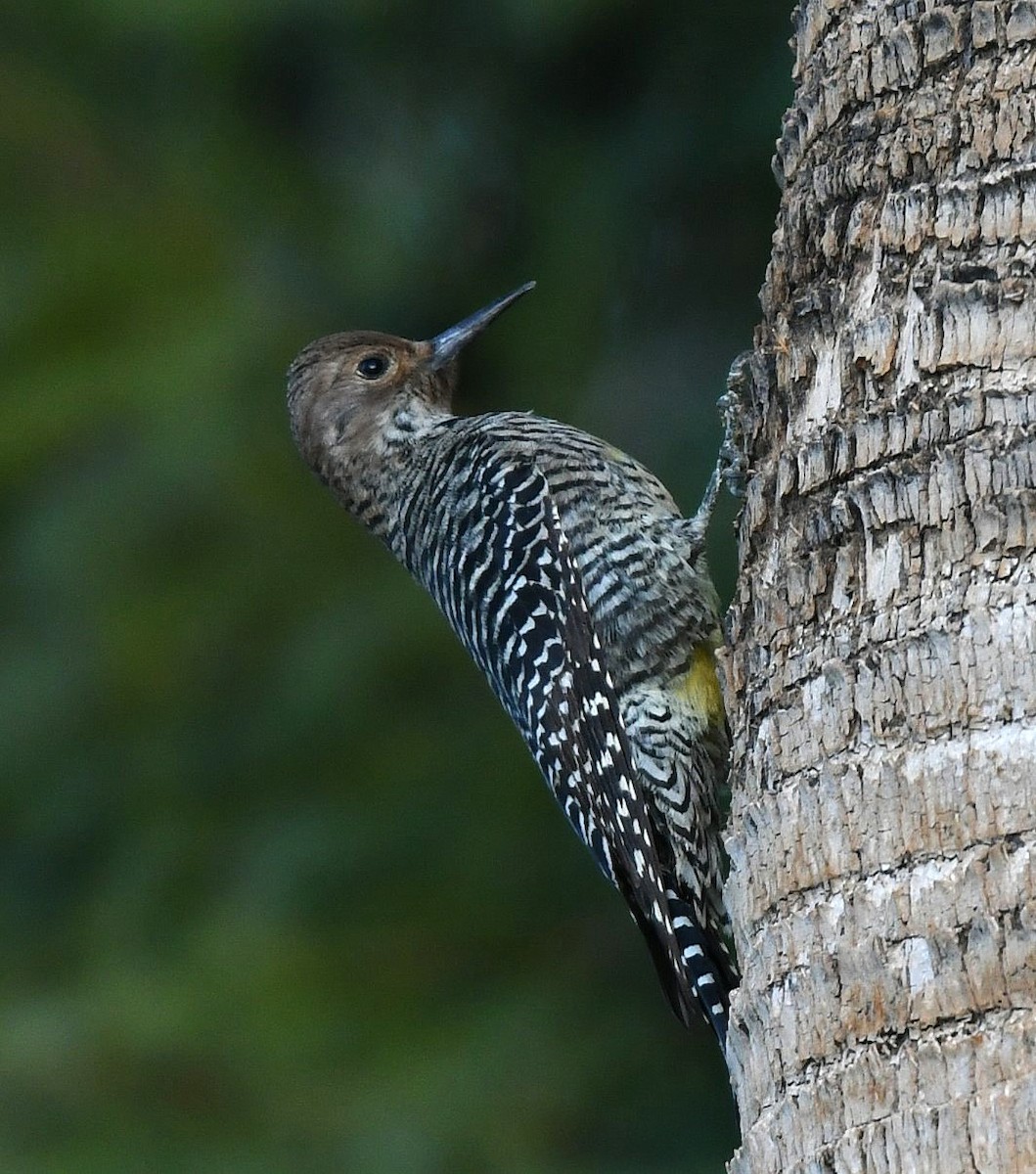 Williamson's Sapsucker - ML644101324