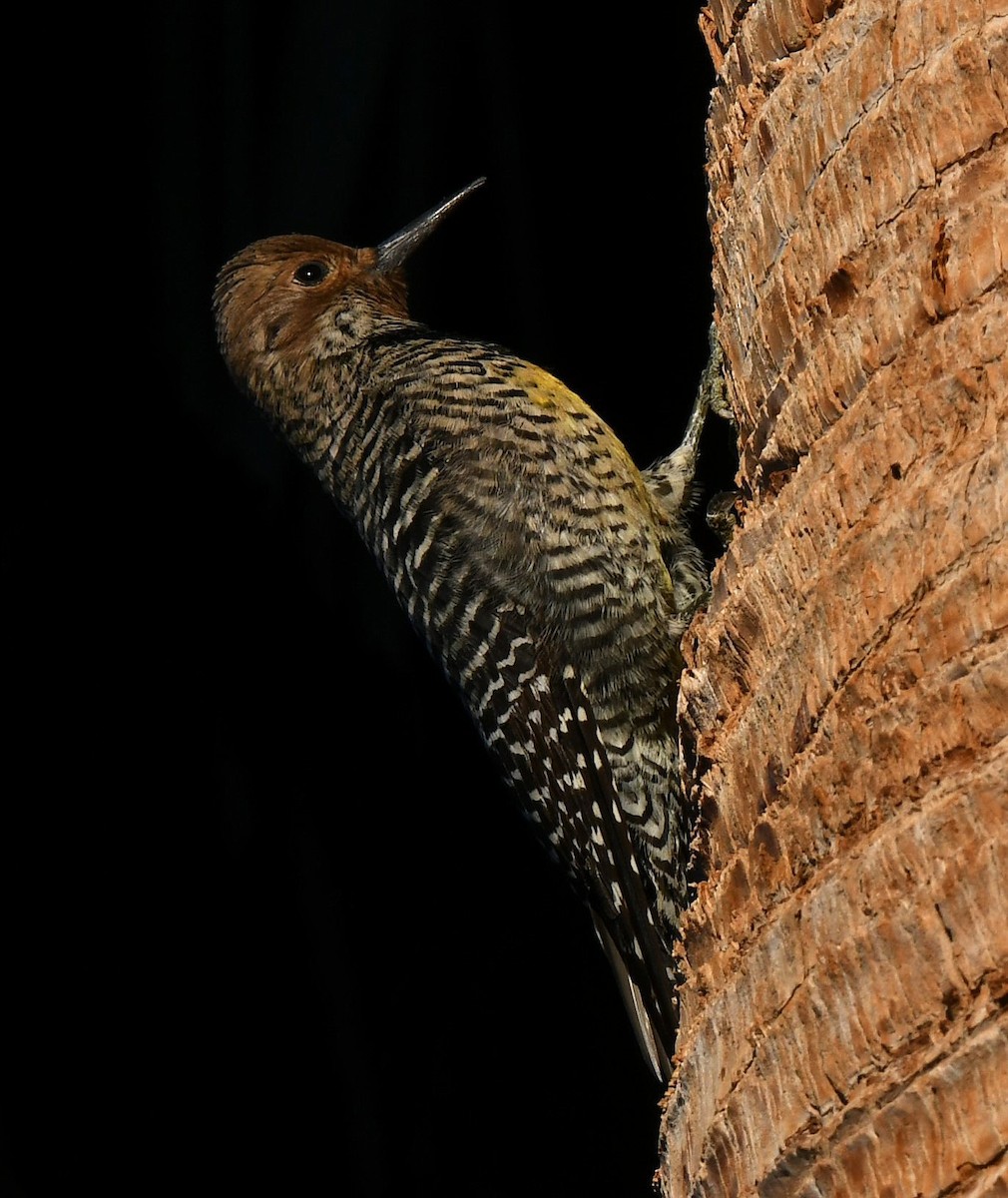 Williamson's Sapsucker - ML644101343