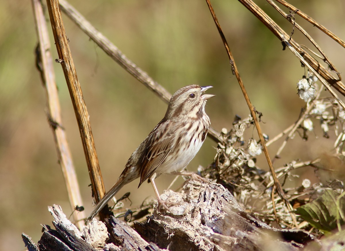 Song Sparrow - ML644101347