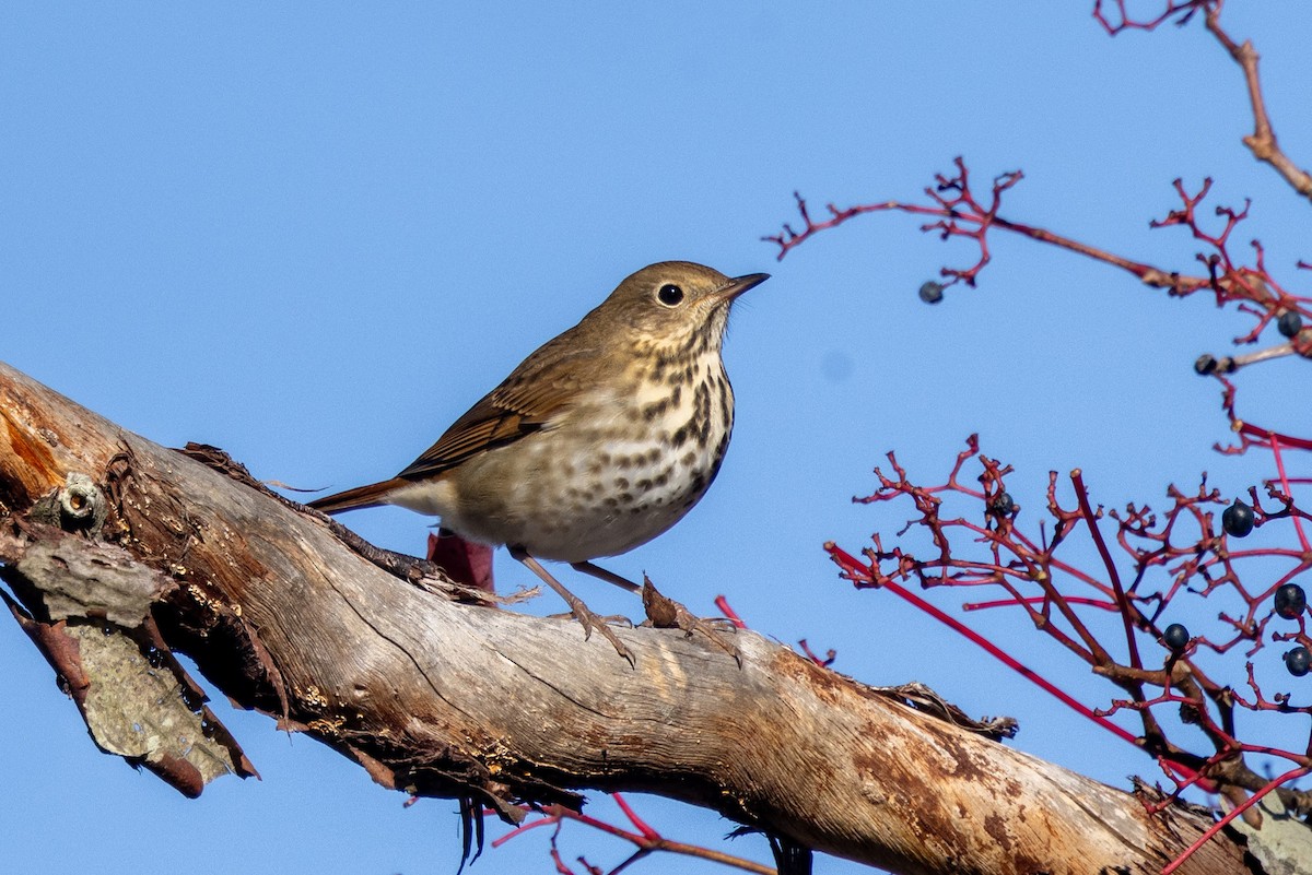 Hermit Thrush - ML644101349