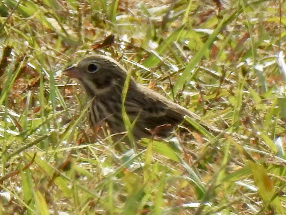Vesper Sparrow - ML644101351