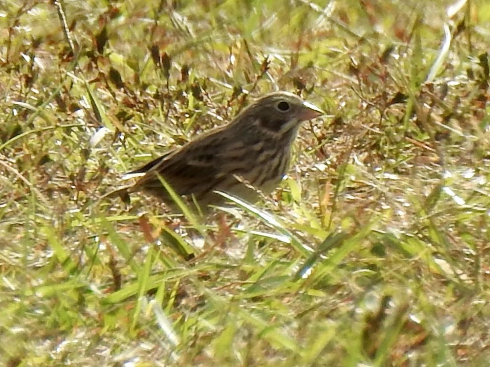 Vesper Sparrow - ML644101352