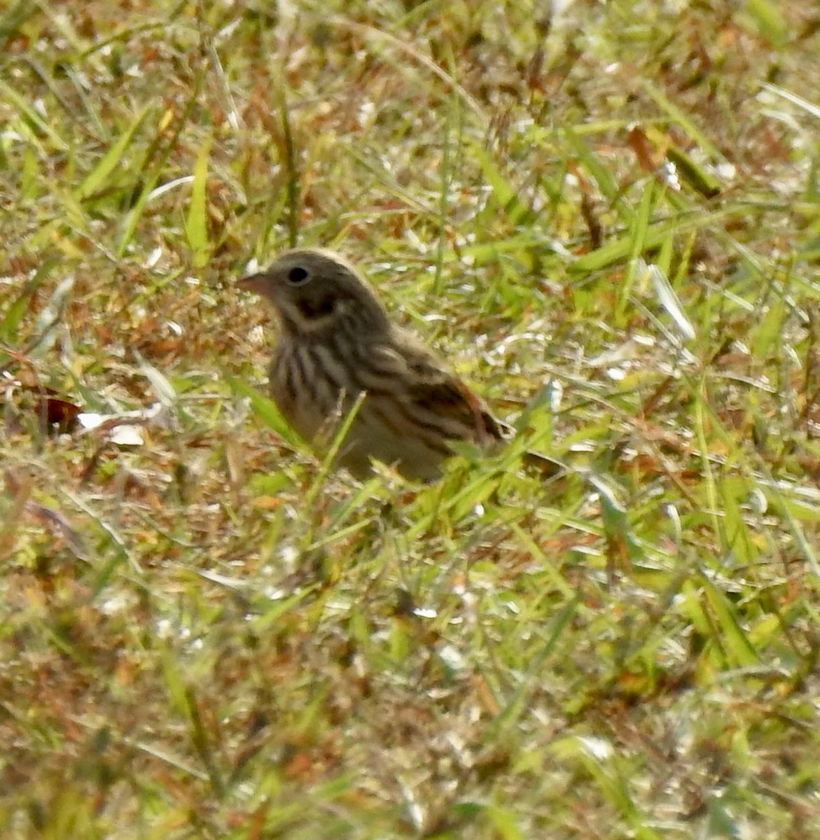 Vesper Sparrow - ML644101353