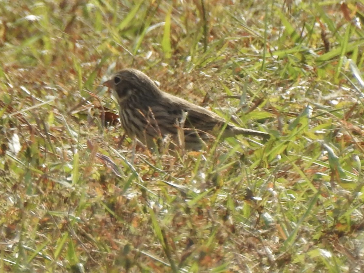 Vesper Sparrow - ML644101354
