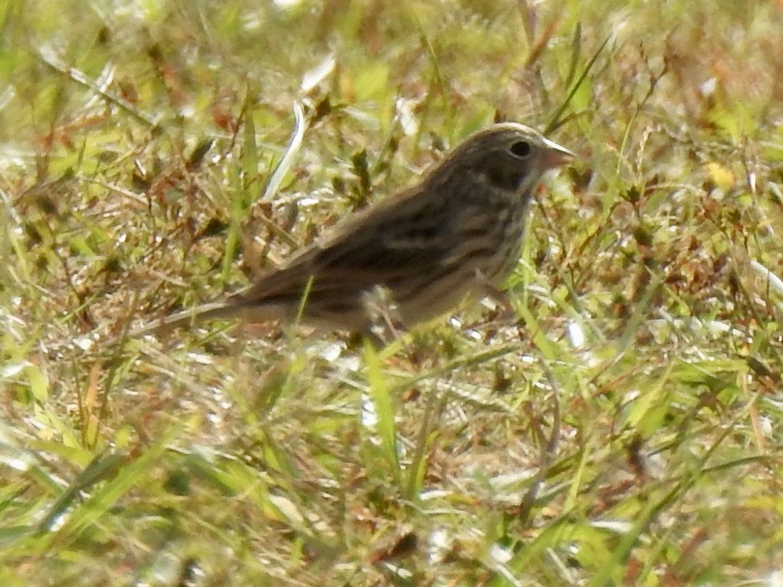 Vesper Sparrow - ML644101355