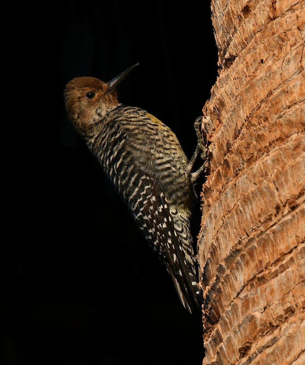 Williamson's Sapsucker - ML644101356