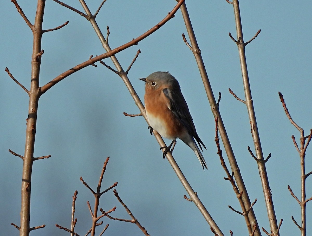 Eastern Bluebird - ML644101362
