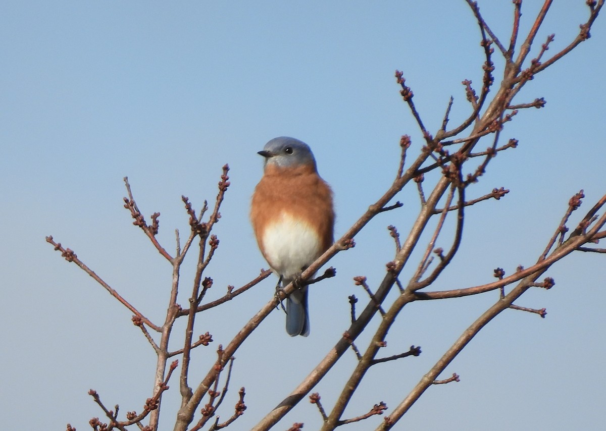 Eastern Bluebird - ML644101363
