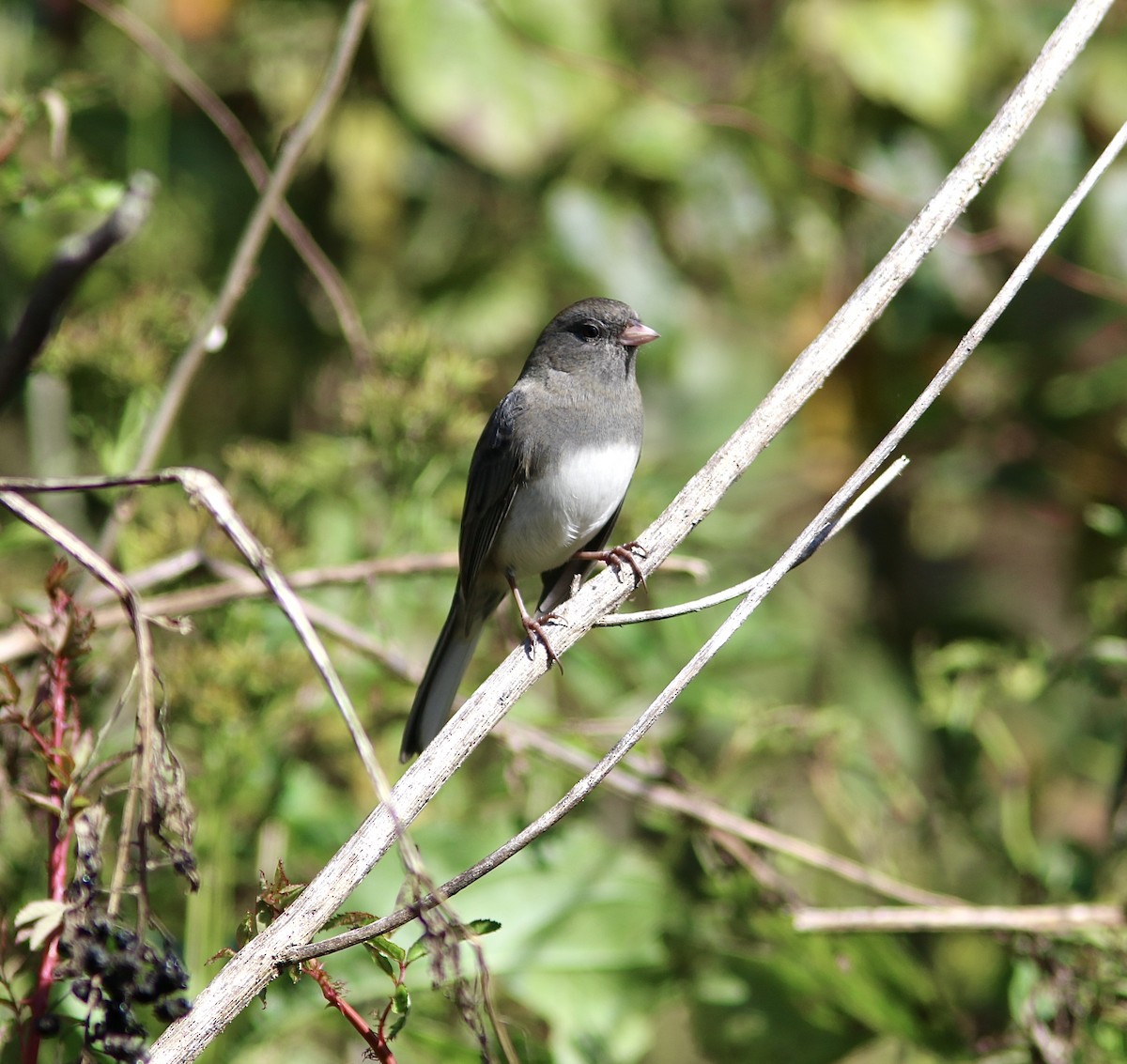 Dark-eyed Junco - ML644101364