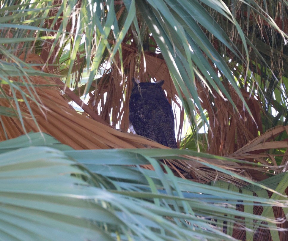 Great Horned Owl - ML644101367