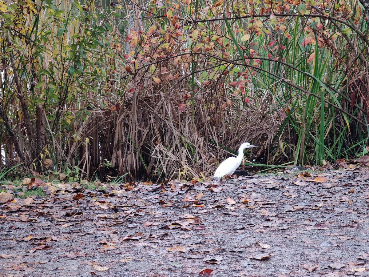 Little Blue Heron - ML644101373
