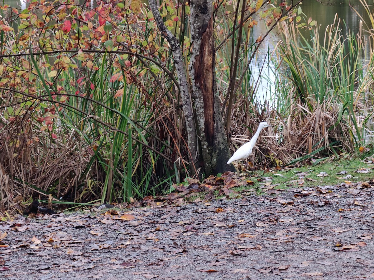 Little Blue Heron - ML644101374