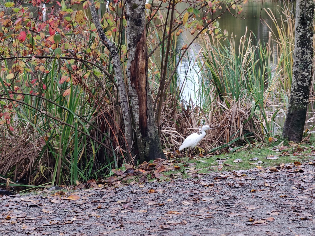 Little Blue Heron - ML644101375