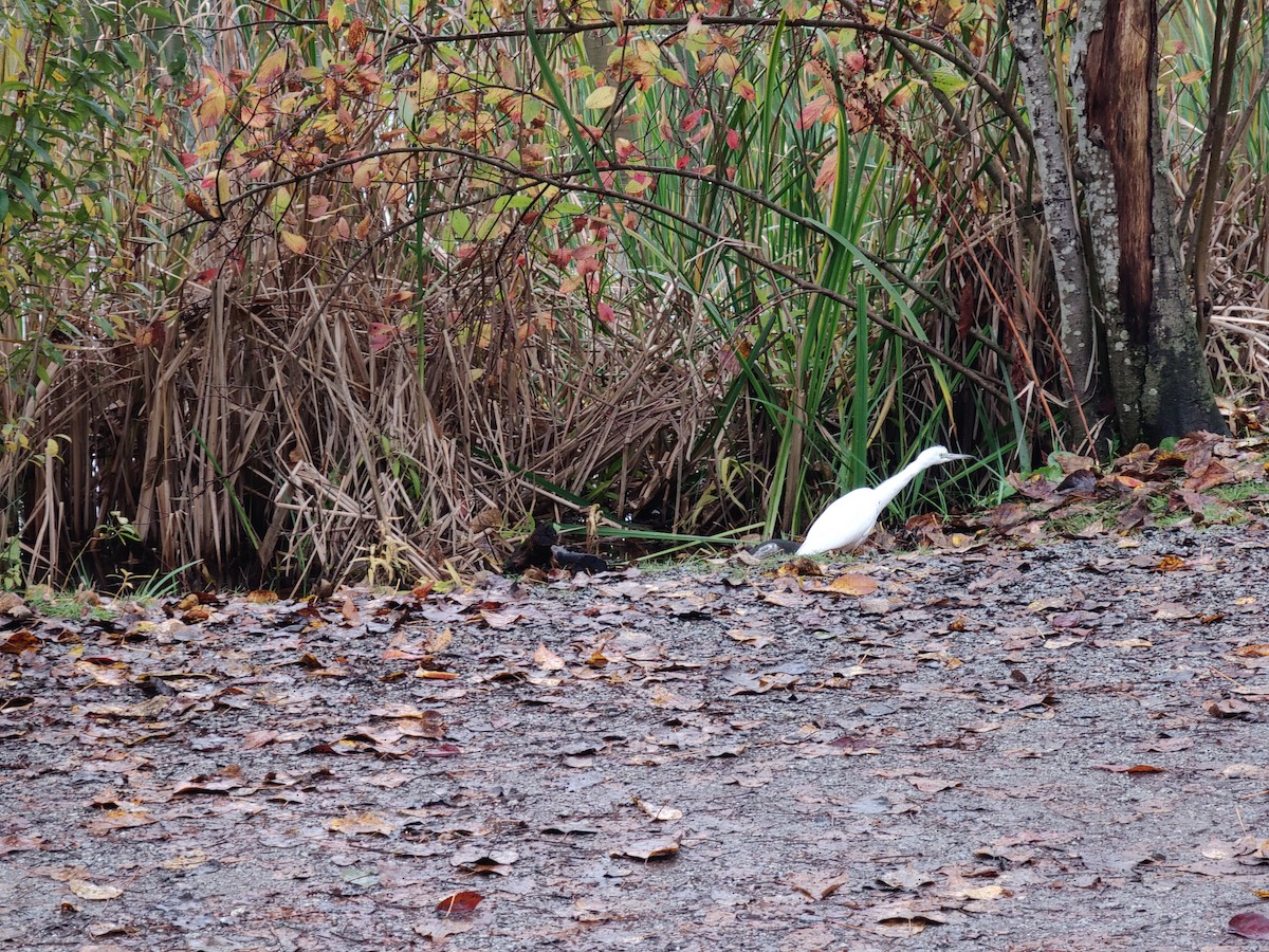 Little Blue Heron - ML644101376