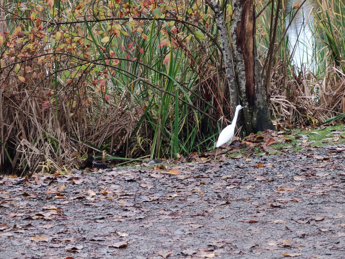 Little Blue Heron - ML644101377
